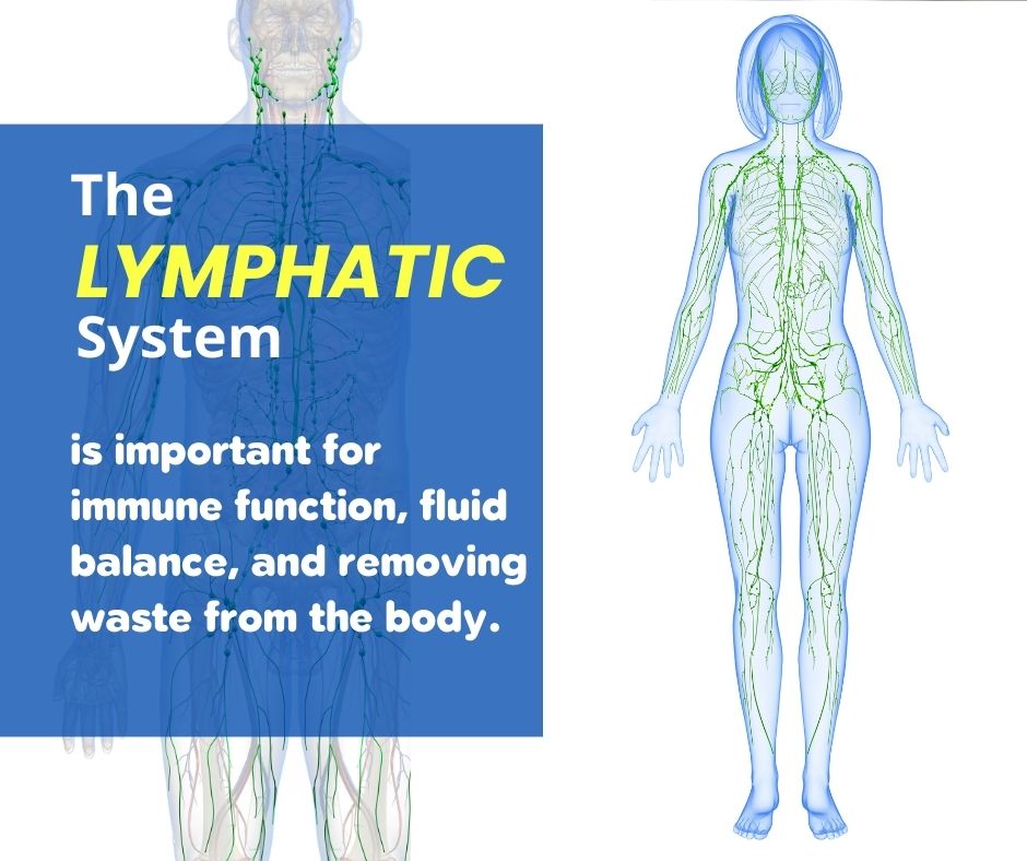 Lymphatic system